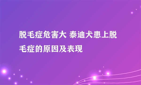 脱毛症危害大 泰迪犬患上脱毛症的原因及表现