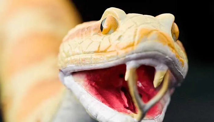 梦见无头蛇什么意思 梦到无头蛇预示什么