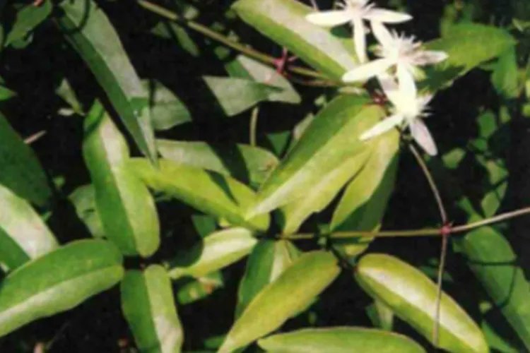 威灵仙图片及功效和作用