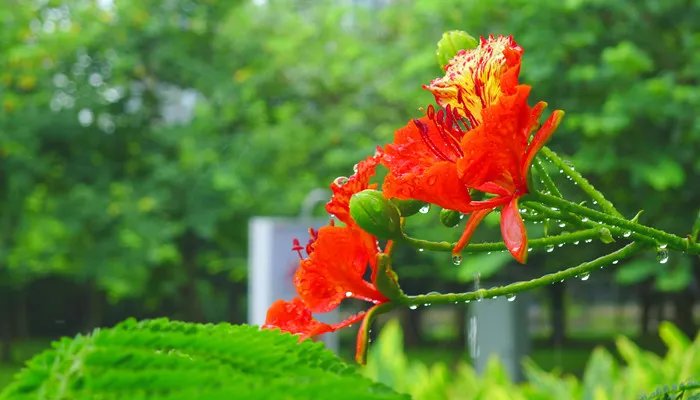 花楹的花语 花楹的花语是什么