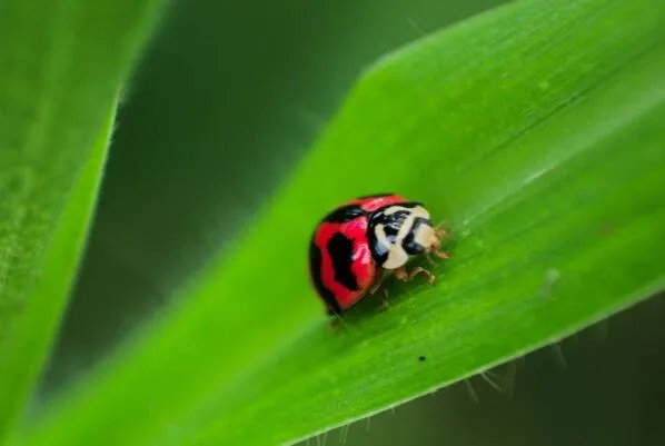 涓冩槦鐡㈣櫕鏄泭铏繕鏄铏�?鏄泭铏�(鐡㈣櫕鐨勭泭瀹崇绫�)