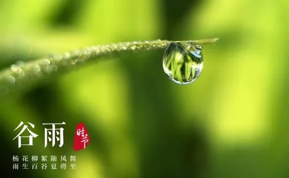 2020谷雨图片大全 2020谷雨唯美图片