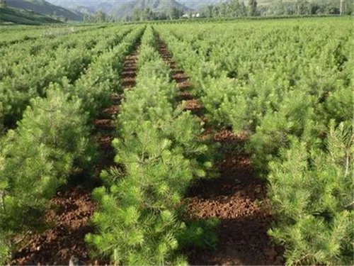 松树苗怎样种好 怎样弄成大气的松树盆栽呢