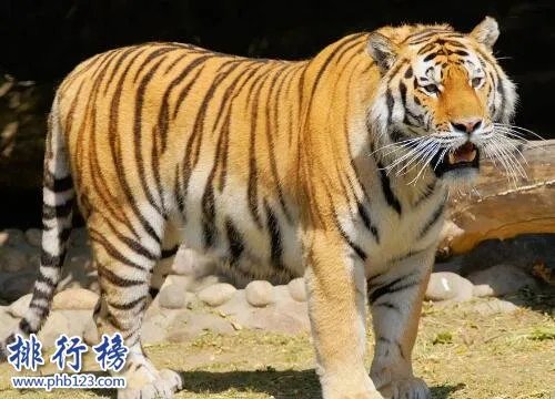 地球十大最强生物,人类上榜第1可举起自身1180倍