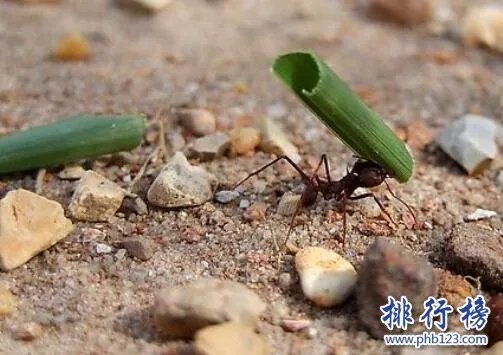 地球十大最强生物,人类上榜第1可举起自身1180倍