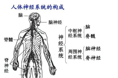 神经系统解剖图大全