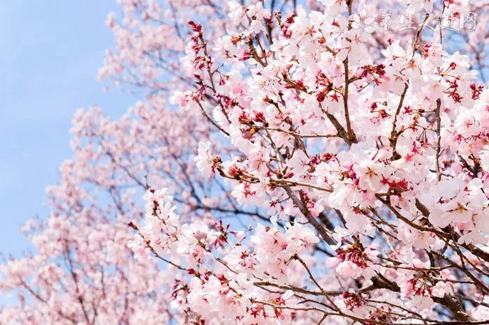 普洱茶的功效 普洱茶有减肥的效果