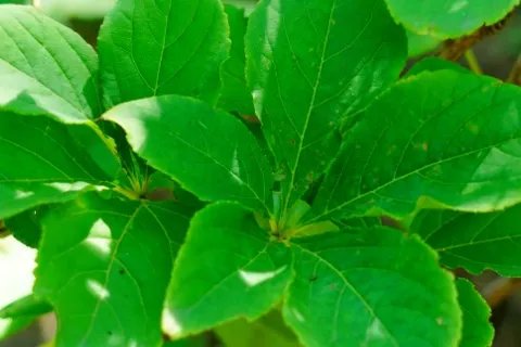 无梗五加属于什么品种？又有哪些生长的习性呢？