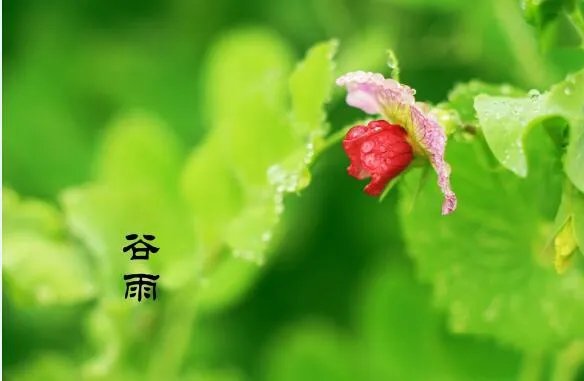 2020谷雨图片大全 2020谷雨唯美图片