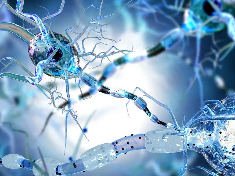 神经节苷酯的作用