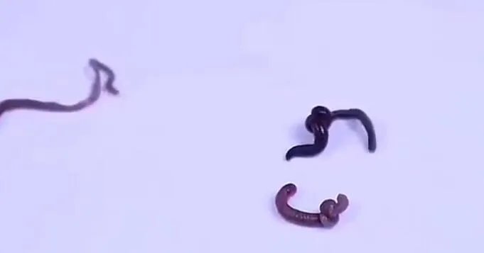 蚯蚓打结是什么梗？是什么暗语