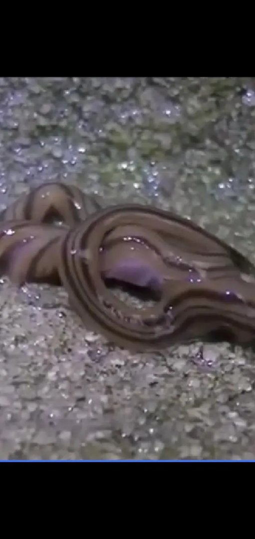 斧头虫在中国哪里有?