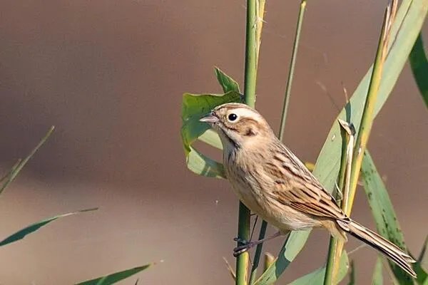 苇鹀:长仅11厘米,胆子大(人类接近才离开)