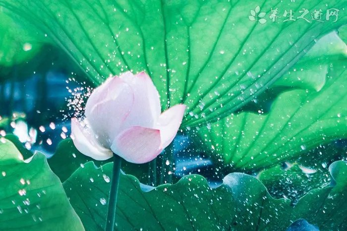 小暑节气吃什么传统食物_小暑节气的传统食物