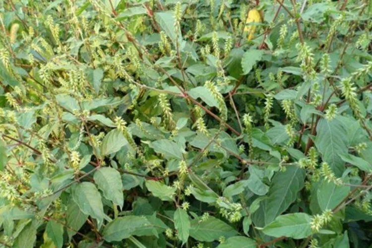 牛膝的功效与作用图片