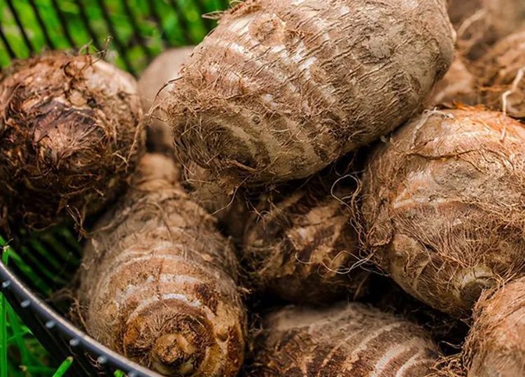 芋艿的功效与作用