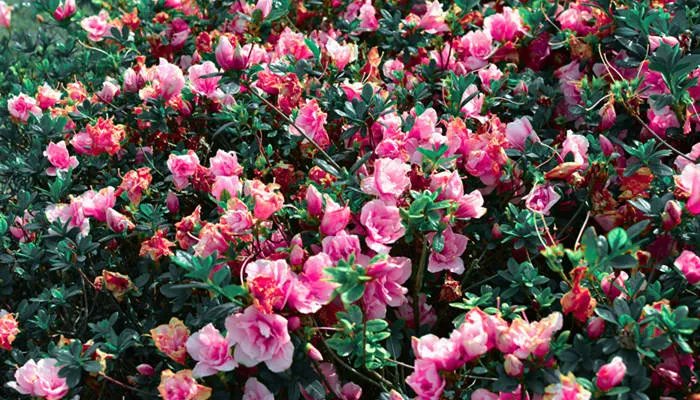 嫦娥下凡是什么花 月季花怎么养