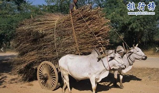 地球十大最强生物,人类上榜第1可举起自身1180倍