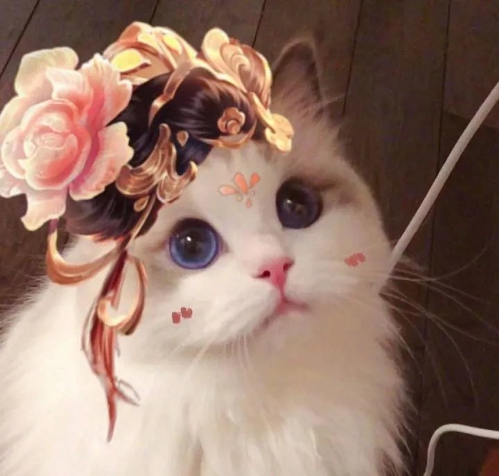 《王者荣耀》猫咪接头头像大全