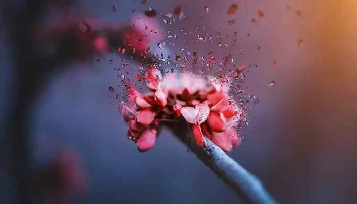 凌波仙子是什么花 什么花别称是凌波仙子