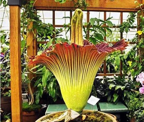 世界上最臭的花:尸臭花(气味奇臭无比)