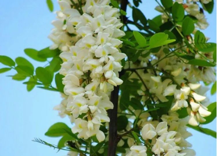 洋槐花的功效与作用