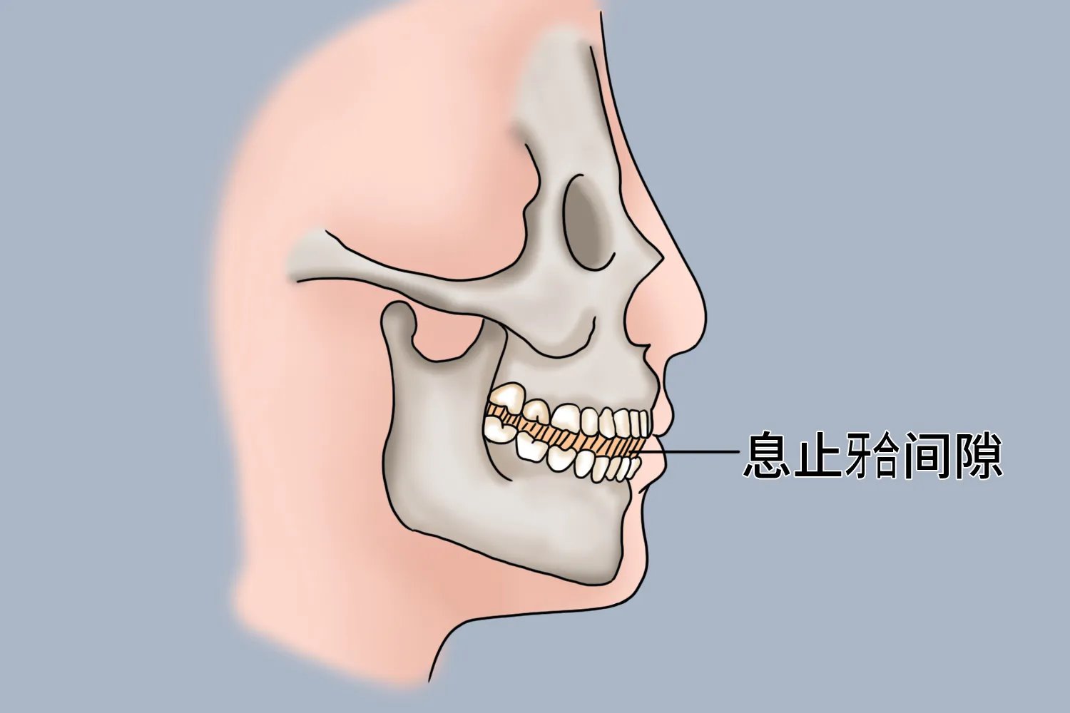 睡觉牙齿应该是什么状态图片
