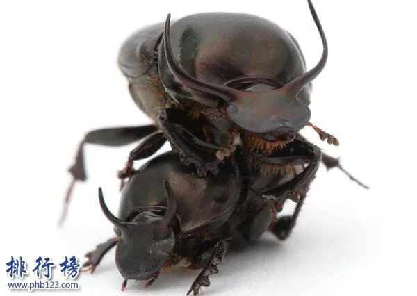 地球十大最强生物,人类上榜第1可举起自身1180倍