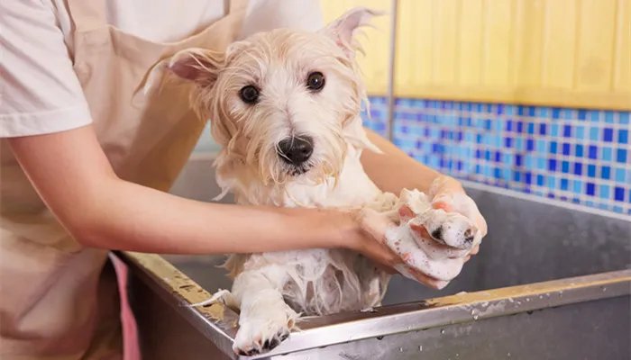 十二星座的专属宠物 十二星座的喜欢的宠物