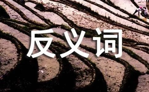 抱怨的反义词是什么