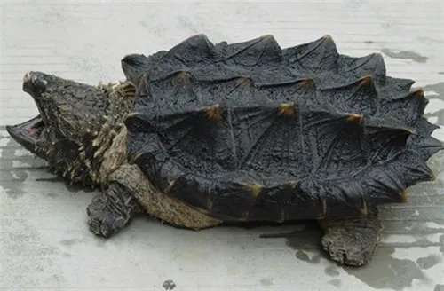 大鳄龟寿命一般是多久 大鳄龟好养吗