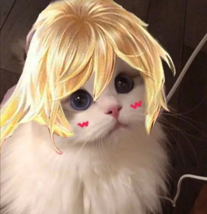 《王者荣耀》猫咪接头头像大全