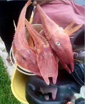 装甲鲂图片介绍 外形这么独特能不能吃