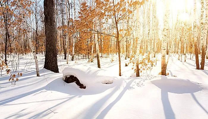 今年冬天会不会很冷 今年冬季会很冷吗