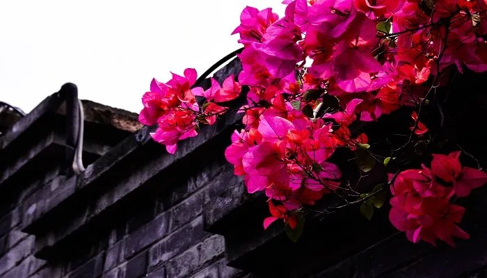 蔷薇花什么时候开 蔷薇花什么季节开花