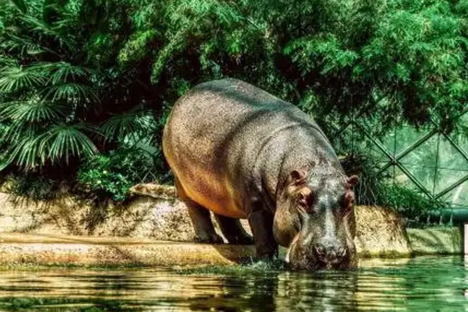 河马为什么不怕鳄鱼 河马吃不吃鳄鱼