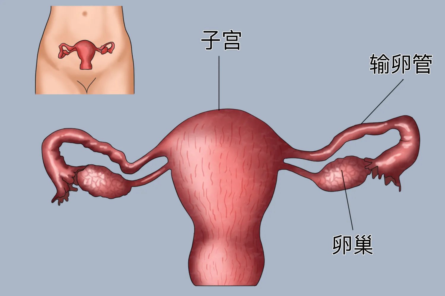 肚脐眼左边是什么部位