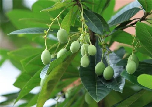 莞香树长什么样 莞香树有哪些价值