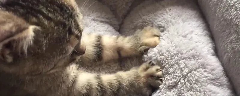 什么叫吸猫 吸猫是什么意思