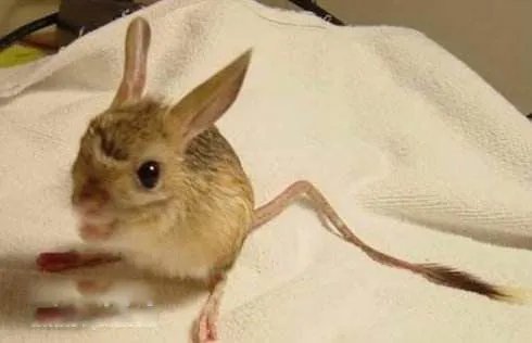 长耳鼠长什么样子图片 是保护动物不能当宠物喂养