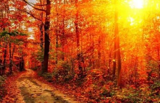 山行表达了诗人怎样的思想感情