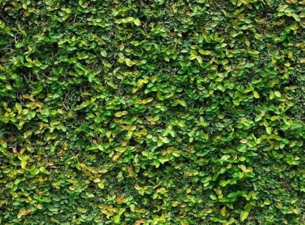 有心走不快谜底