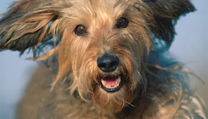 澳洲梗是干什么的 澳洲梗一般有多高