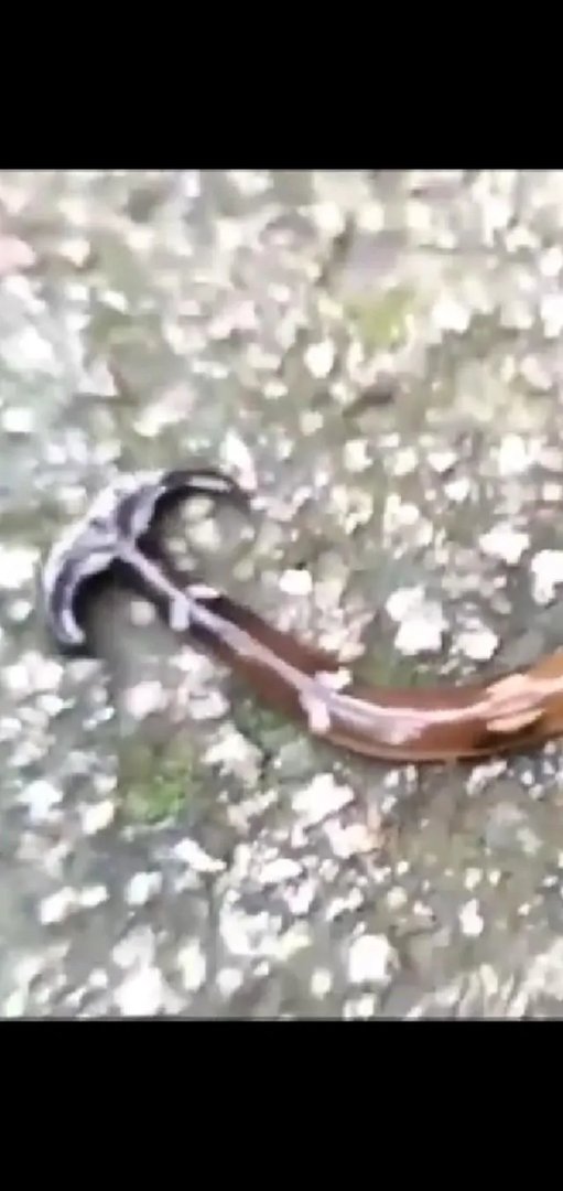 斧头虫在中国哪里有?