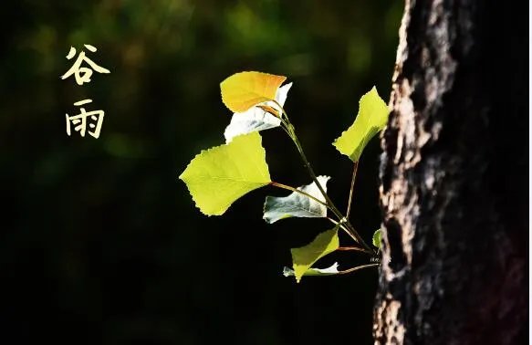 2020谷雨图片大全 2020谷雨唯美图片