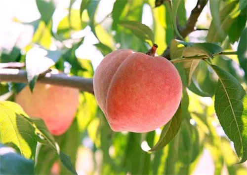 桃子产地在哪里  桃子有哪些功效与作用