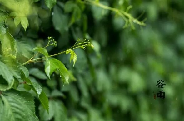 2020谷雨图片大全 2020谷雨唯美图片