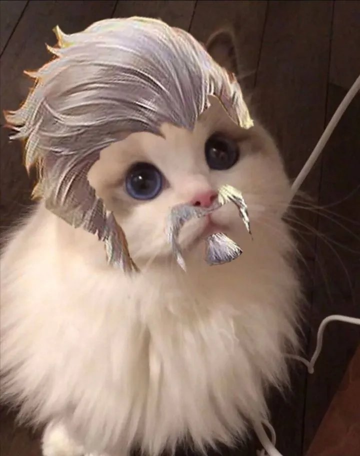 《王者荣耀》猫咪接头头像大全