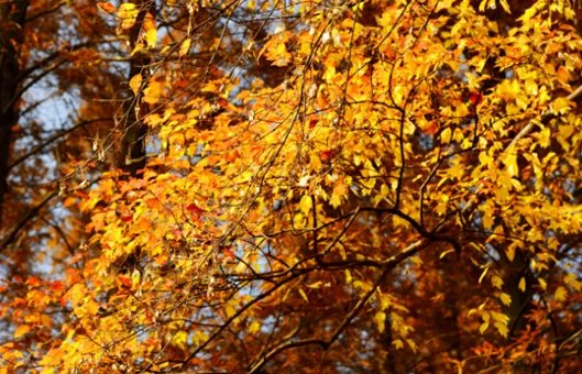 山行表达了诗人怎样的思想感情