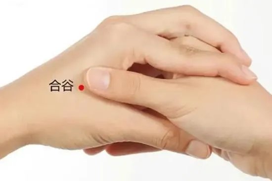 合谷的准确位置图和作用功效